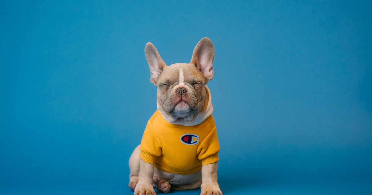 airport security lines affected by government shutdown senate vote today decisions